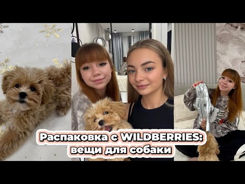 Видео: Завели Мальтипу: обзор покупок для собачки с Wildberries 🐶💞
