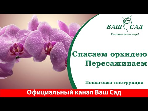 Видео: Пересадка цветущей Орхидеи. 🚑Скорая помощь Ваш сад
