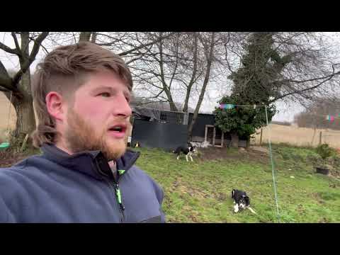 Видео: Как я стал пастухом