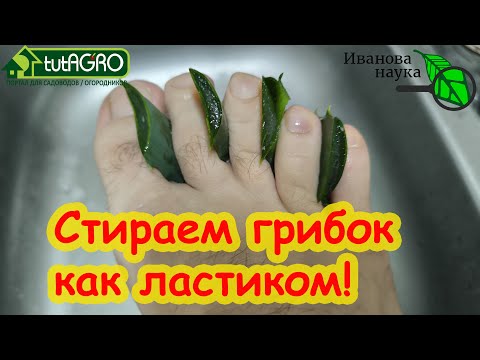 Видео: ИЗБАВЬТЕСЬ И ВЫ ОТ ГРИБКА НАВСЕГДА! Домашнее средство от грибка на ногах и ногтях. Просто помажь.