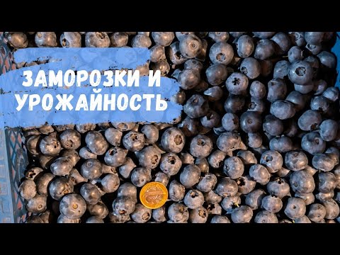 Видео: Урожайность голубики после заморозков