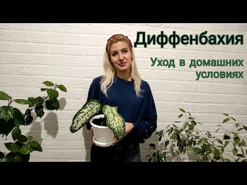 Видео: Диффенбахия. Уход в домашних условиях. Размножение диффенбахии. Неприхотливый сад