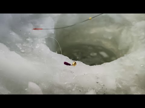 Видео: Эта БЕЗМОТЫЛКА, косит рыбу НАПОВАЛ. Ловля ПЛОТВЫ и КРАСНОПЁРКИ. Зимняя рыбалка.