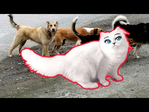 Видео: БРОДЯЧИЕ СОБАКИ напали на Василису???!!!! Она ПРОПАЛА!!!