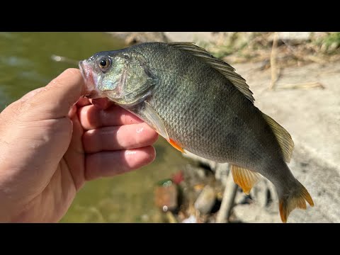 Видео: Рыбалка на Понуре в начале октября. Боковой кивок, живец.