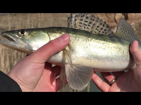 Видео: Мормышинг: трофейная  рыбалка в новом месте