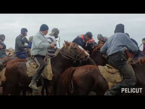 Видео: Караозек Кокпар Досназаров ауыл 2022.11.09