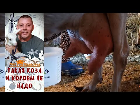 Видео: Как выбрать молочную козу при покупке? "Мое Подворье"