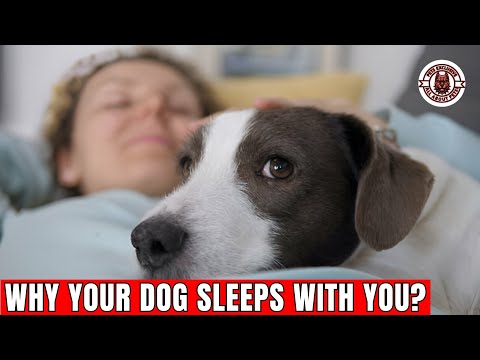 Видео: Шокирует: почему ваша собака спит с вами | Что место сна вашей собаки говорит о вашей связи