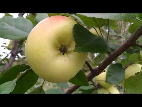 Видео: Низкоштамбовый способ формирования крупноплодных яблонь в Сибири.