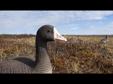 Видео: Весенняя пятёрка. Гусь.