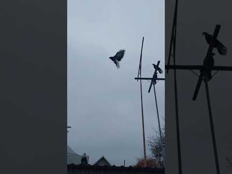 Видео: 7 ноября 2025 г.