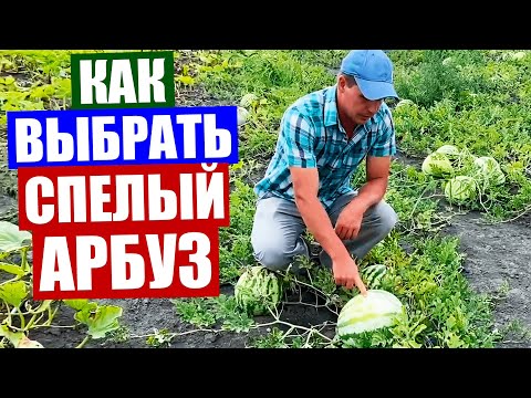 Видео: АРБУЗЫ! Как правильно выбрать спелый арбуз. Совет профессионала.