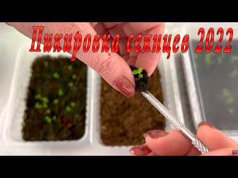 Видео: Пикировка Сеянцев 2022