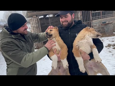 Видео: Волкодавы которые могут давить волка !dog videos