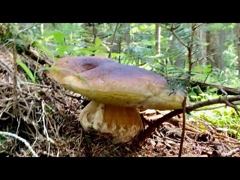 Видео: ЗБИРАЄМО БІЛІ ГРИБИ В КАРПАТАХ. СЕЗОН 2021. ВОРОХТА