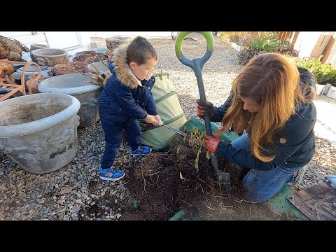 Видео: Хранилище канн и калл + обновление оливкового дерева! 🪴🫒😁 // Garden Answer