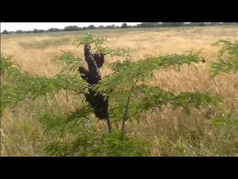 Видео: ДВА РОЯ. Большой рой на маленьком деревце, среди поля.Рой привился среди поля на маленькое деревцо.