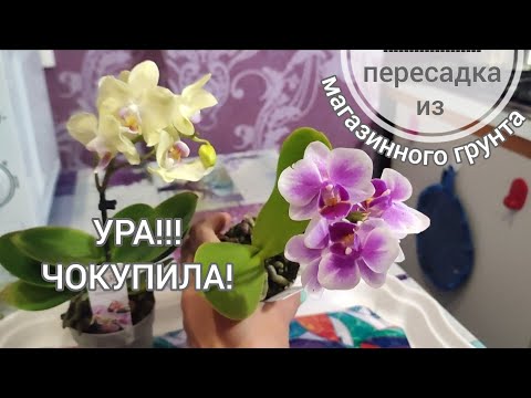 Видео: Ура, нашла мини фаленопсисы! Пересадка из магазинного грунта.