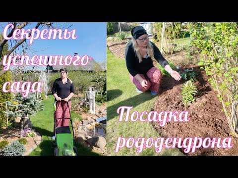Видео: Секреты успешного сада: Текущие работы и их важность. Посадка рододендрона.