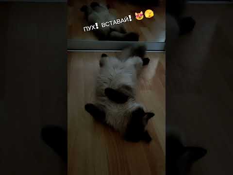 Видео: Пух!Вставай!#shortvideo #new #еленажукова #котик #пух #elenazhukova #котик #котики #cat