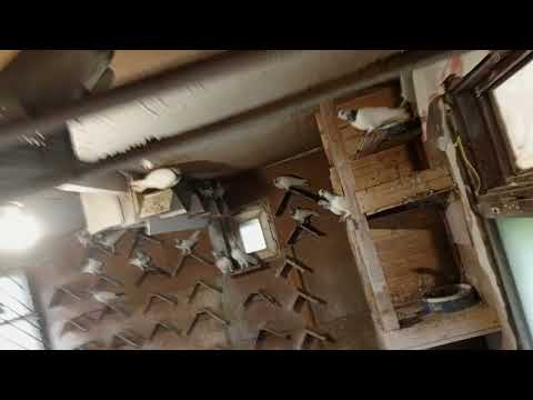 Видео: Будапештские высоко летные голуби 