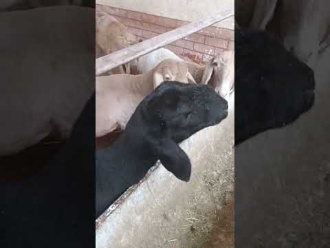 Видео: 3 ноября 2025 г.