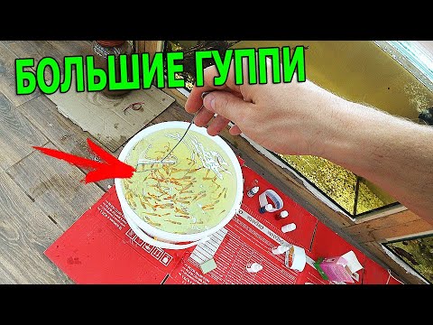 Видео: Целое ведро больших гуппи