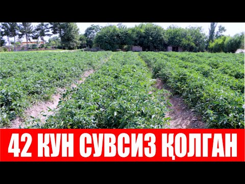 Видео: Экилганидан кейин 42 кун СУВСИЗ қолган  Сюзана Плюс F1 нинг ҳозирги ҳолати (Suzana Plus F1 Sakata)