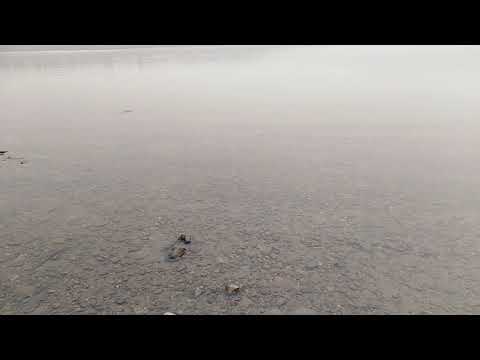 Видео: Рыбалка. Река Лена. Пеледуй