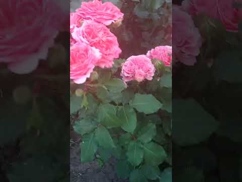 Видео: Троянди які Ів спеку виглядають привабливо!Настала спека.
