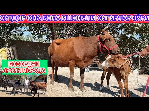 Видео: БОЗОРДА ЙОК НАРХДА СУТДОР ОНА БОЛА БУГОЗ СИГИРЛАР ЗУРИ МУЗАФАР ОГА ДАН КАТТА СКИДКА ШОШИЛИНГ😱
