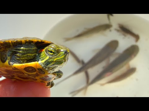 Видео: Сбор существ из грязных рек Японии. Зелёные черепахи, раки, рыбы.