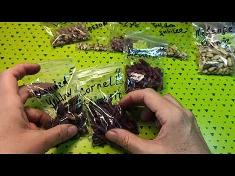 Видео: Какие бывают ризомы ахименесов по цвету, форме и размеру