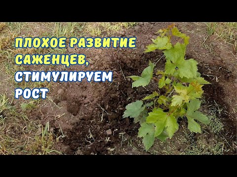 Видео: Стимуляция роста виноградных саженцев.