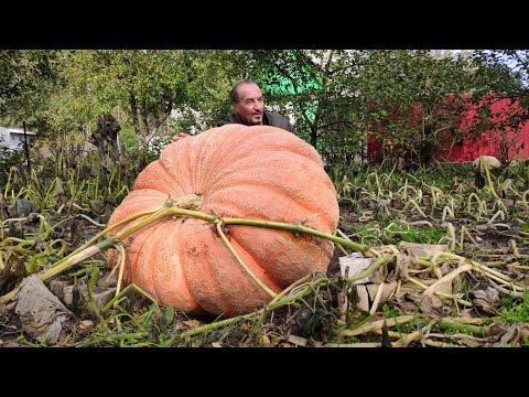 Видео: Выращивание гигантских тыкв. Полный обзор роста тыквы. Сезон 2019 года.