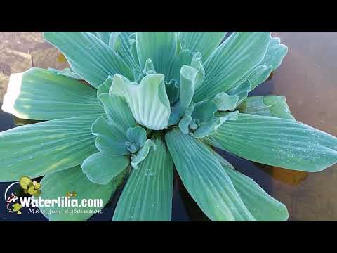 Видео: Полметра в диаметре Зелёный остров в пруду