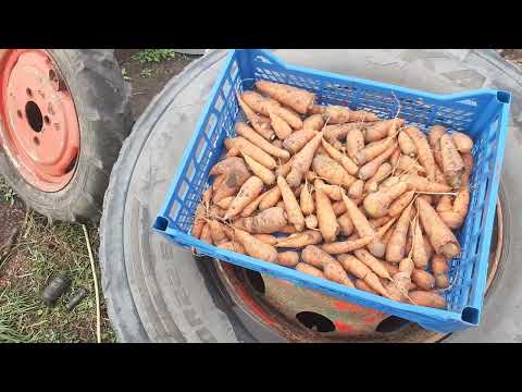 Видео: ВНИМАНИЕ!!! МНОГО СВЕЖЕГО ЖЕЛЕЗА! ПРОДАЕТСЯ МОРКОВЬ КОРМОВАЯ ОКОЛО 2 т.