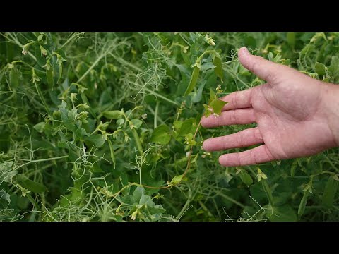 Видео: Як захистити горох? Досвід 2024. АгроАрена Лубни