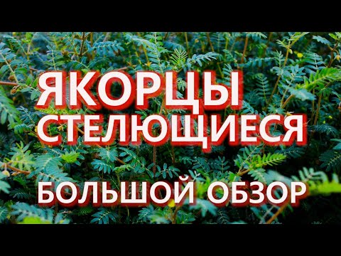 Видео: ЯКОРЦЫ СТЕЛЮЩИЕСЯ. Большой обзор. Последние исследования