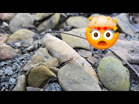 Видео: !!ОБЯЗАТЕЛЬНО К ПРОСМОТРУ!! Усердная охота приводит к невероятному открытию — Arrowhead Hunting M...