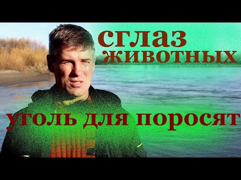Видео: уголь для свиней//сглаз животных