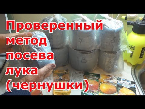 Видео: Лук-репка из лука-чернушки за один сезон. Посев лука чернушки в самокрутки. Мои 8 сортов лука.