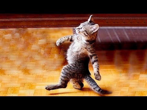 Видео: Я РЖАЛ ДО СЛЕЗ 😹 СМЕШНЫЕ КОШКИ И СОБАКИ | СМЕШНЫЕ ЖИВОТНЫЕ 2023 😹 ЛУЧШИЕ ПРИКОЛЫ #63