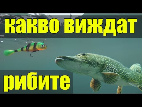 Видео: КАКВО ВИЖДАТ РИБИТЕ. Подводни кадри на воблери и силикони за  риболов на щука, сом и бяла риба