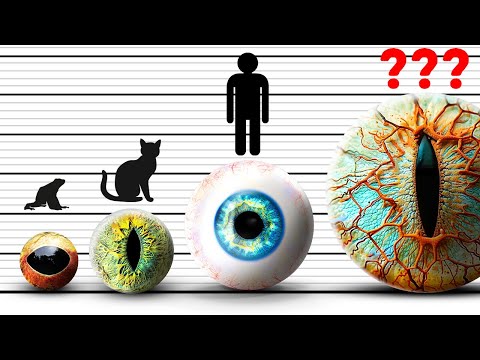Видео: 50+ фактов о животных, которые вас удивят (но которых не будет в тесте)
