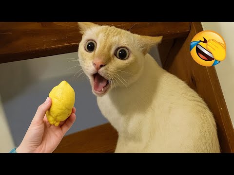 Видео: Попробуй не засмеяться 😂 Самые смешные кошки и собаки 😹🐶 Часть 9