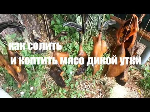 Видео: Солим и коптим мясо дикой утки