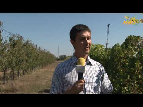 Видео: Растителна защита: Интензивно отглеждане на лозя, автор Диана Александрова