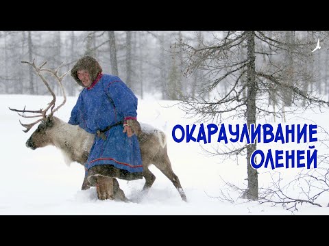 Видео: Великий кочевник Няду. Окарауливание оленей.